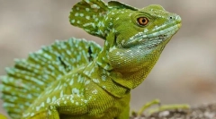 Respiratorni sistem reptile